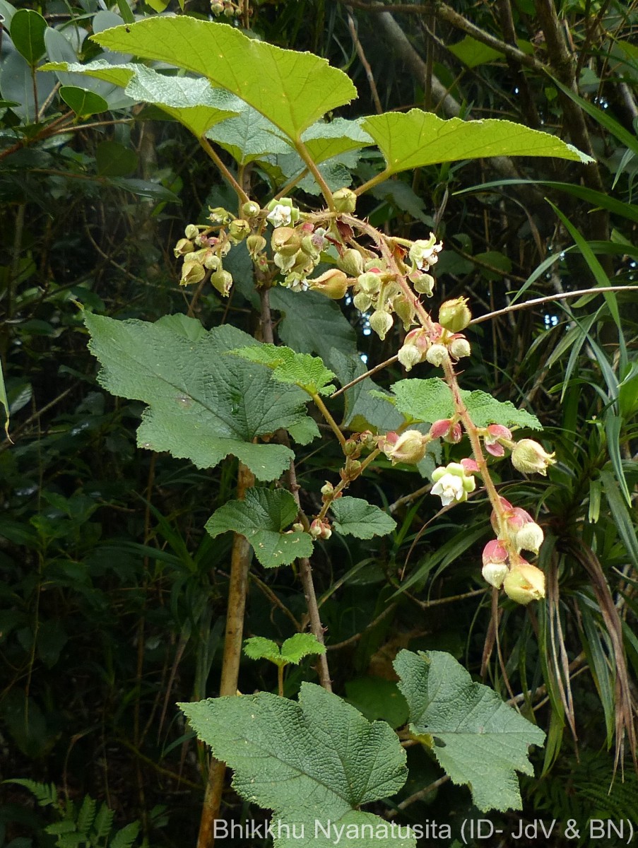 Rubus indicus Thunb.